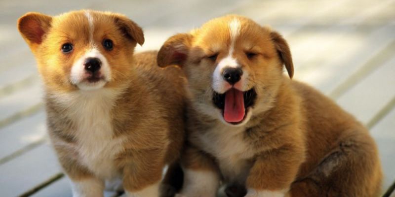 Chiêm bao thấy cún con là một điềm lành